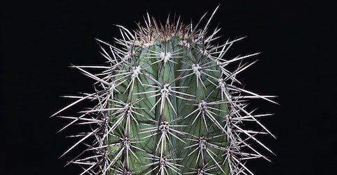 cactus