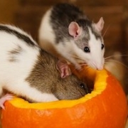 halloween-rats